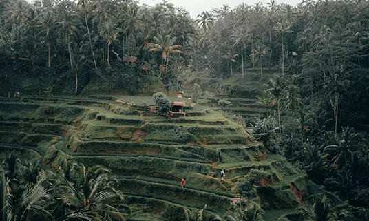 Aerial view of lush green terraced rice fields carved into a hillside surrounded by dense tropical palm forest in Bali, Indonesia.