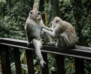 Two long-tailed macaque monkeys sitting on a wooden railing grooming each other in a lush green jungle forest in Ubud, Bali.