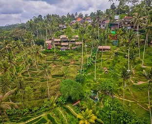 Drone aerial view of Tegallalang rice terraces with traditional village houses and tall coconut palm trees in Ubud, Bali, Indonesia.